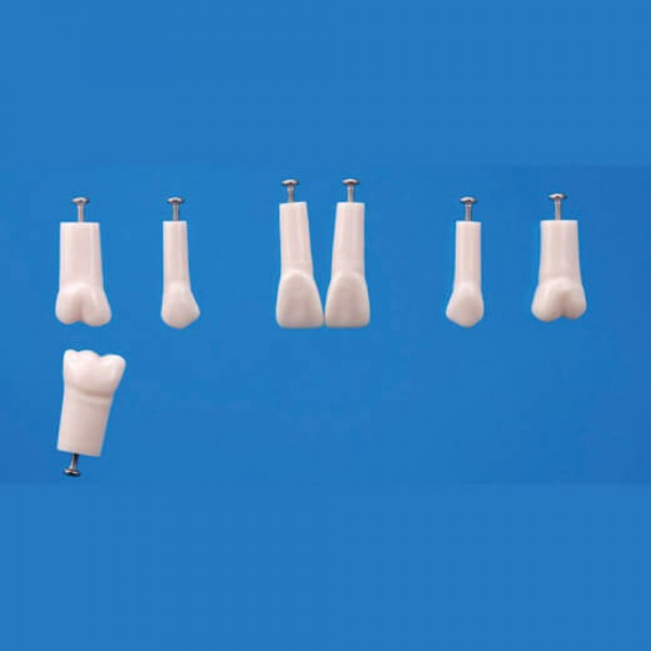 A12AN-200, Endodontic Tooth Model No. 14
