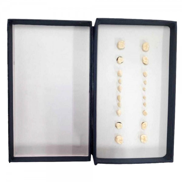 Pedo Teeth, 20 Pieces