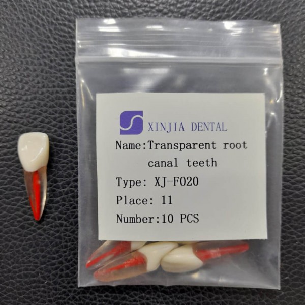 Training Transparent Root Canal Teeth No. 11