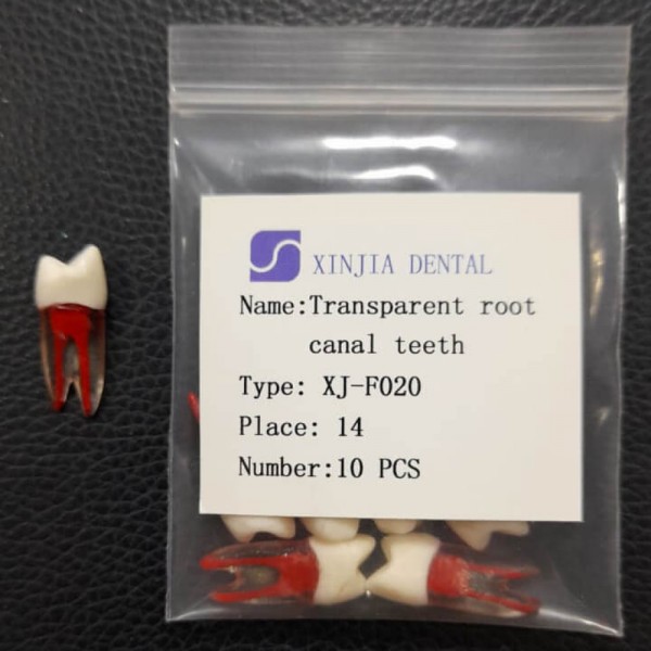 Training Transparent Root Canal Teeth No. 14