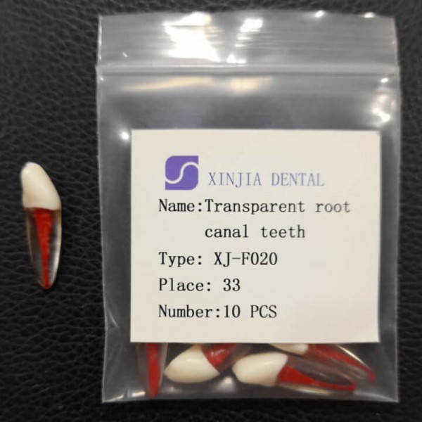 Training Transparent Root Canal Teeth No. 33