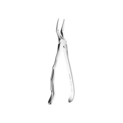 Extracting Forceps Anatomic N.151