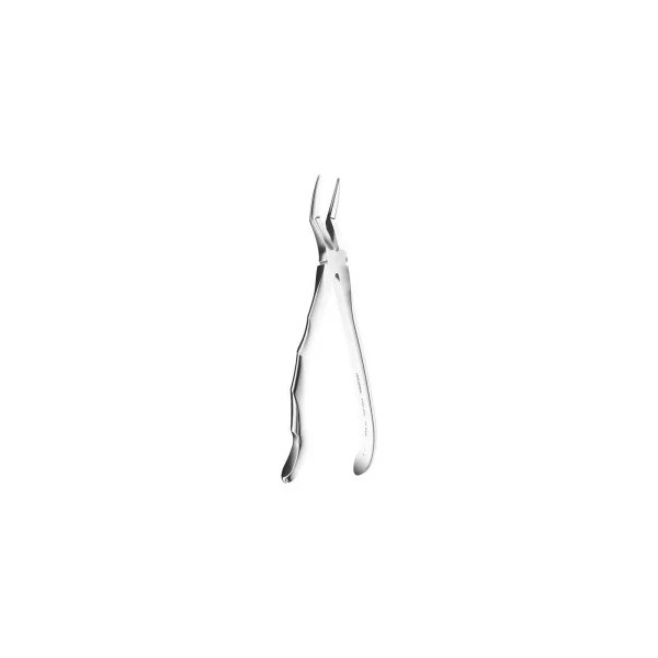 Extracting Forceps Anatomic N.151