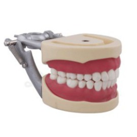 Educational Dental Teeth Model, 6x Replaceable Teeth