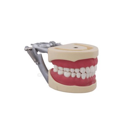 Educational Dental Teeth Model, 6x Replaceable Teeth