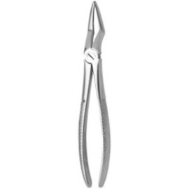 Tooth Forceps N.51-L