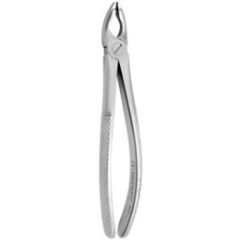 Tooth Forceps N.181