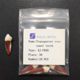 Training Transparent Root Canal Teeth No.34