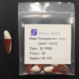 Training Transparent Root Canal Teeth No.33