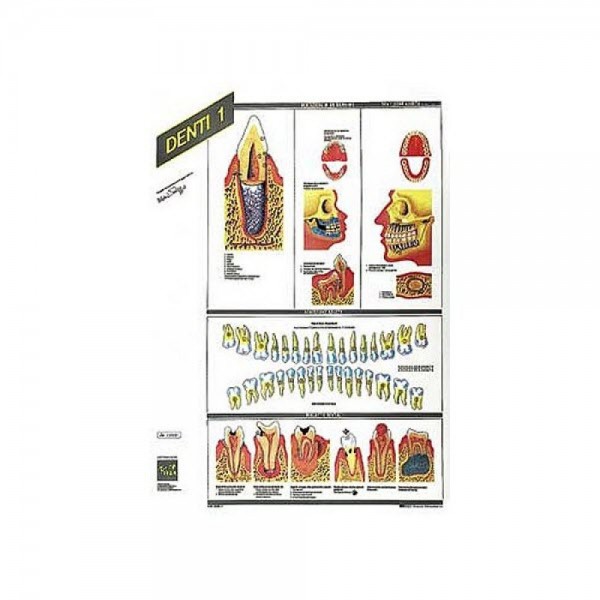 Dental Poster DENTI 1