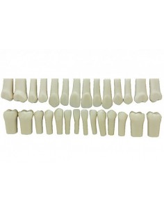 Set Of 28 Melamin Teeth