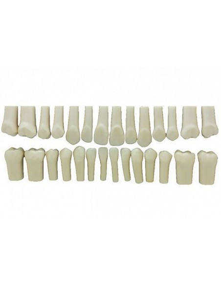 Set Of 28 Melamin Teeth